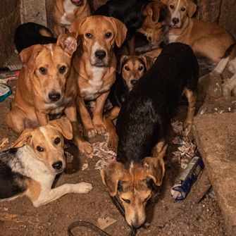 ASPCA Assists with Rescue of Neglected Dogs in Southeast Missouri