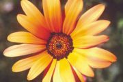 African Daisy