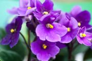 African Violet