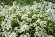 Alyssum