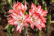 Amaryllis