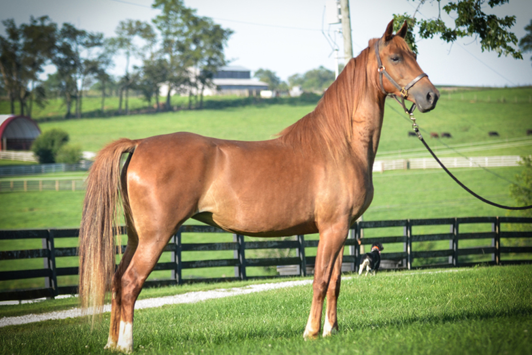 Anya, an American Saddlebred