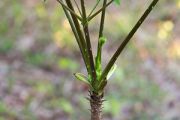 Angelica Tree