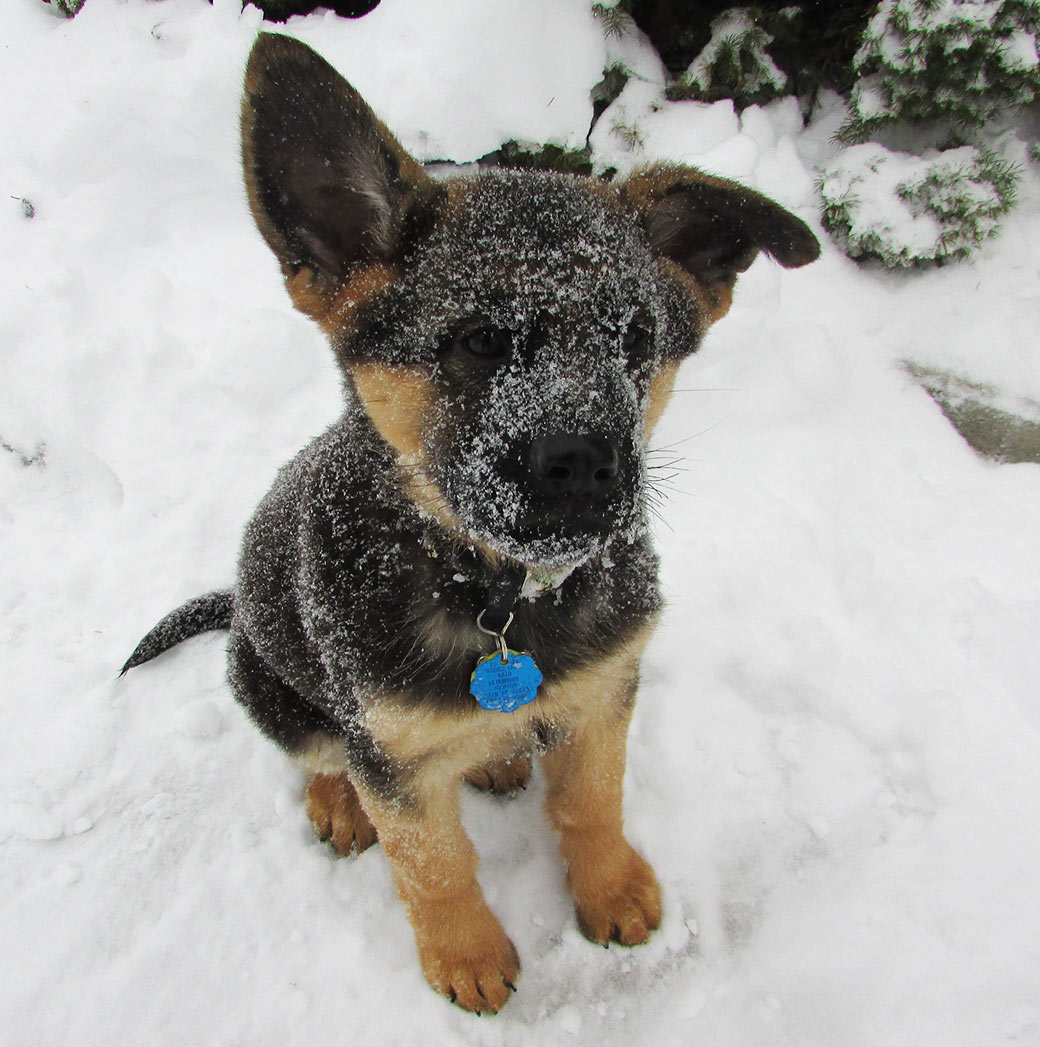 Chance in the snow