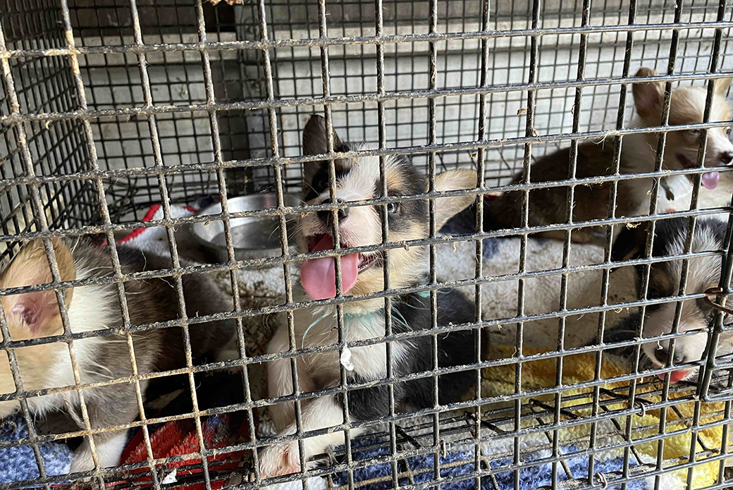 puppies in a dirty cage