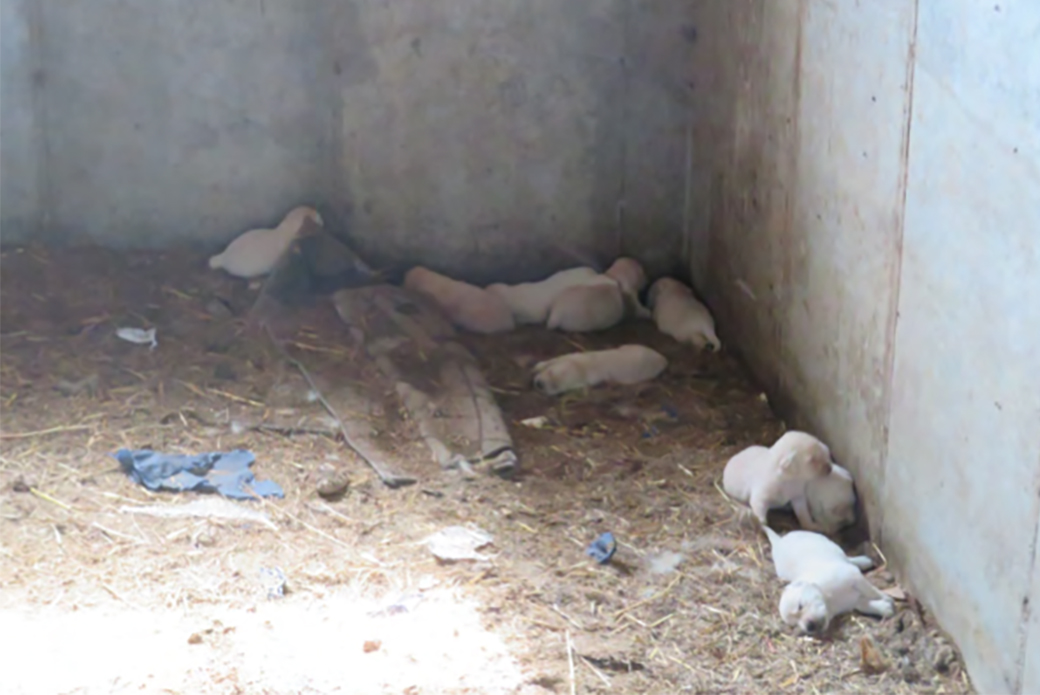 puppies on straw and trash covered floor