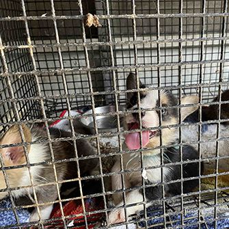 puppies in a dirty cage