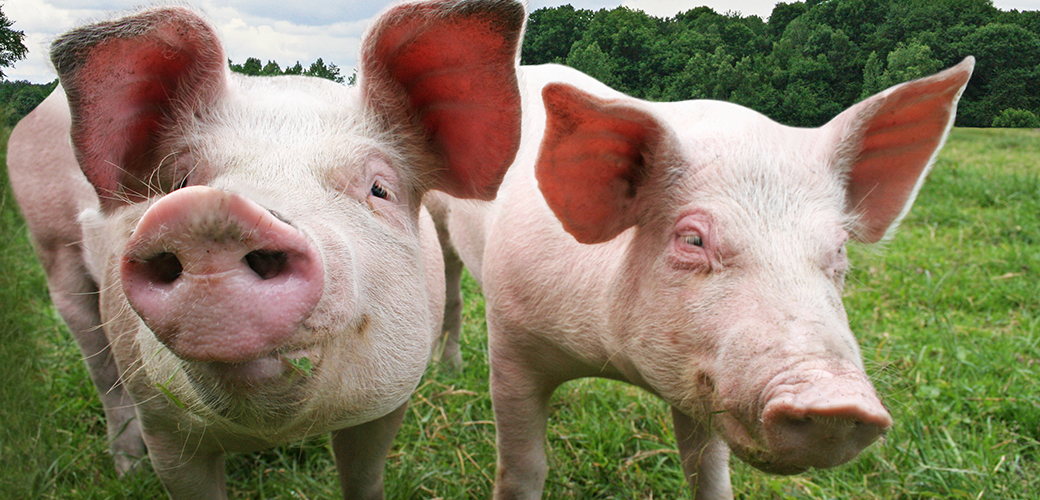 two pigs in a grassy field close to the camera