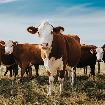 brown and white cows in a pasture