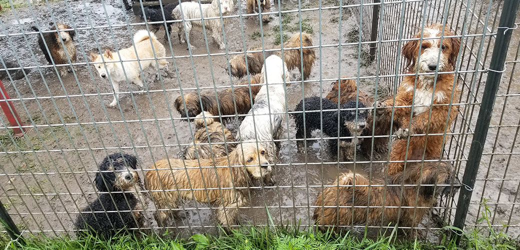 dogs in a muddy outdoor pen