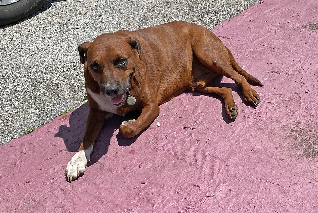 Benji resting on the ground