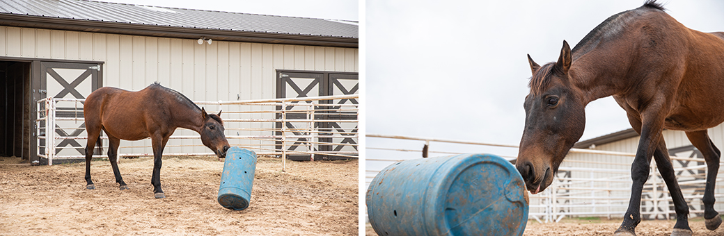 a horse playing with a treat barrel