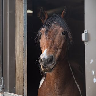 A brown horse sticking its head out of a stall window