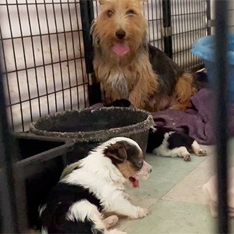 An older brown and black shaggy dog with two brown black and white puppies