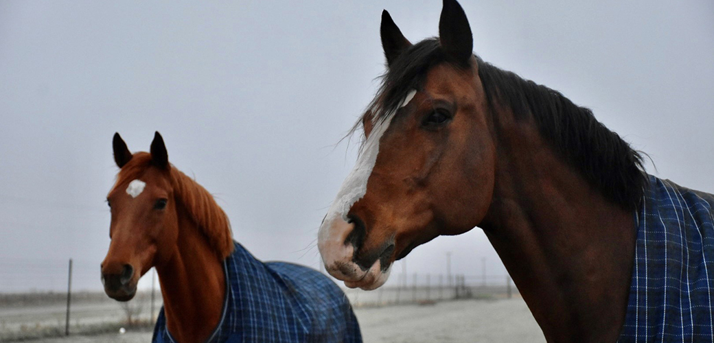 two horses wearing horse coats outside