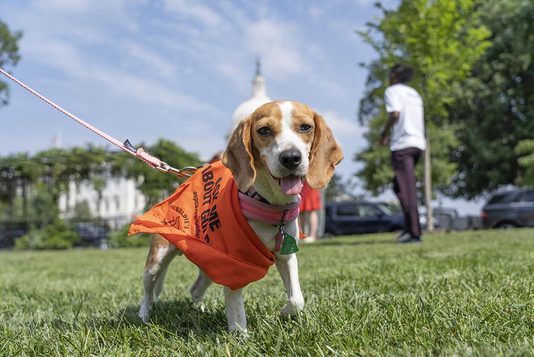 Blossom, a beagle with an orange Goldie's Act bandana