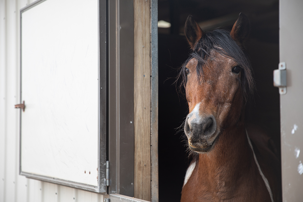 Close up on a brown horse looking out a stable window