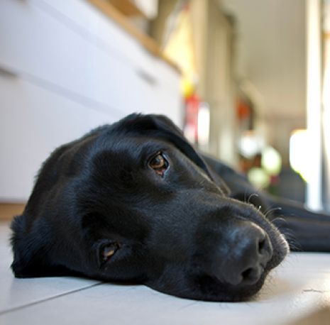 a black dog laying on a tile floor