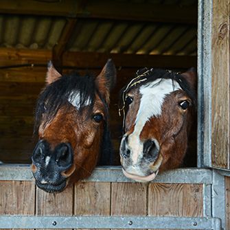 three horses sticking there heads out of a stable window