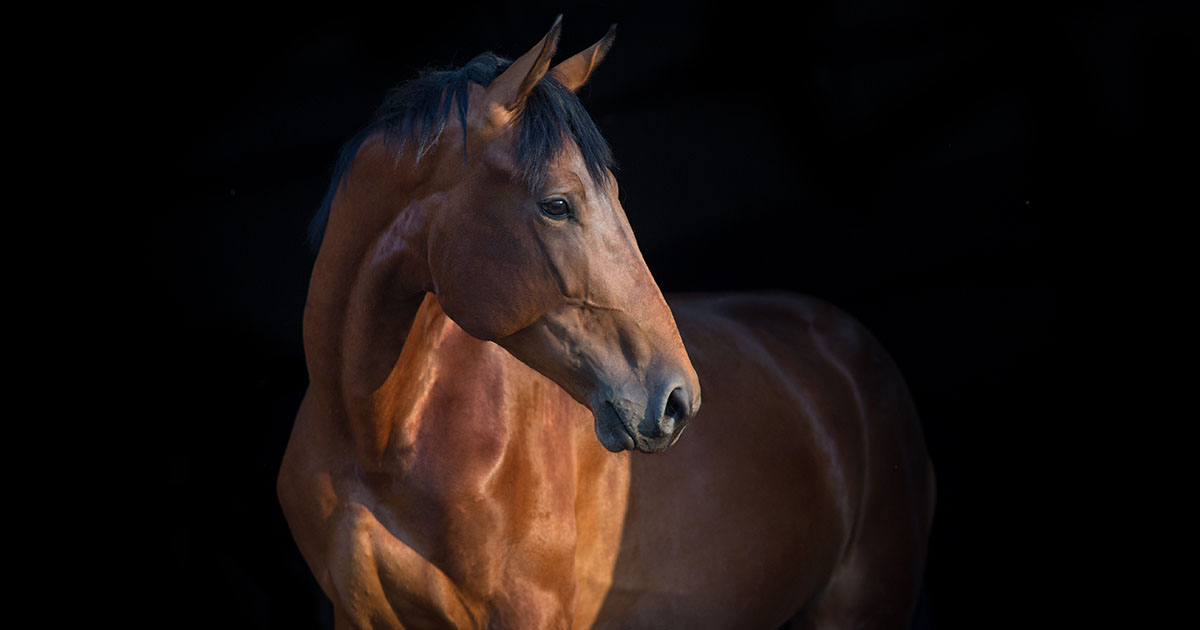 a brown horse with its face turned right in front of a black background