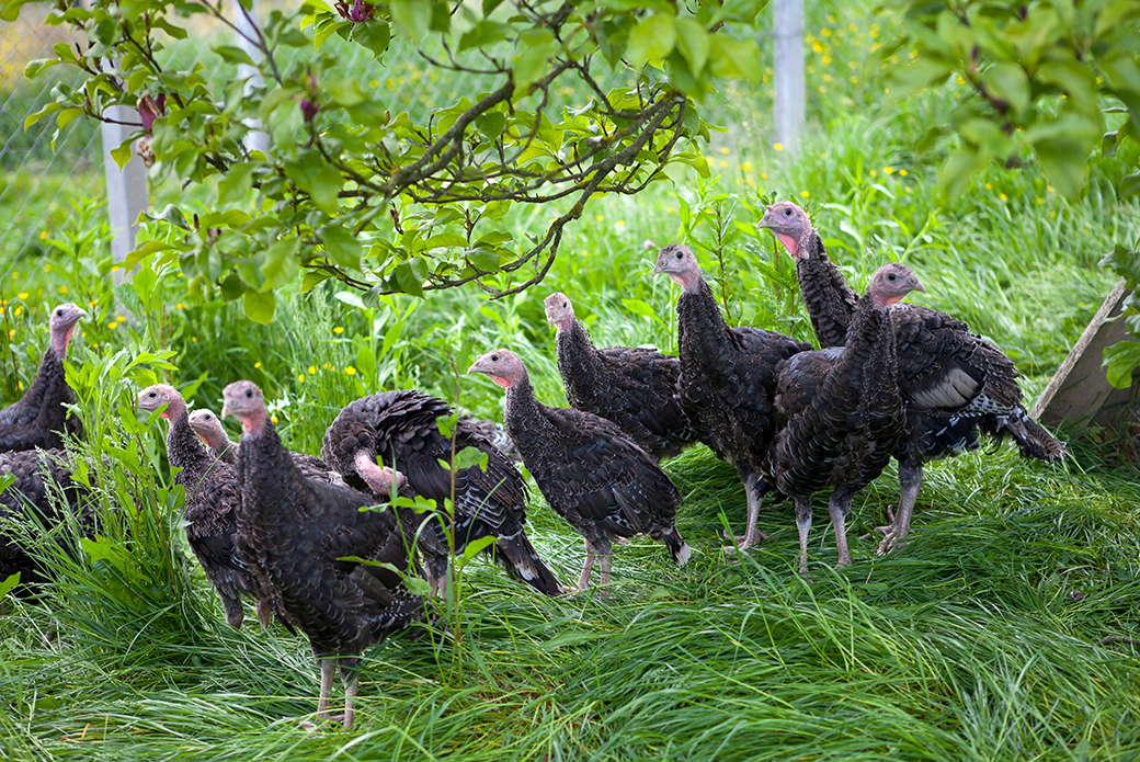 Turkeys in tall grass under a tree