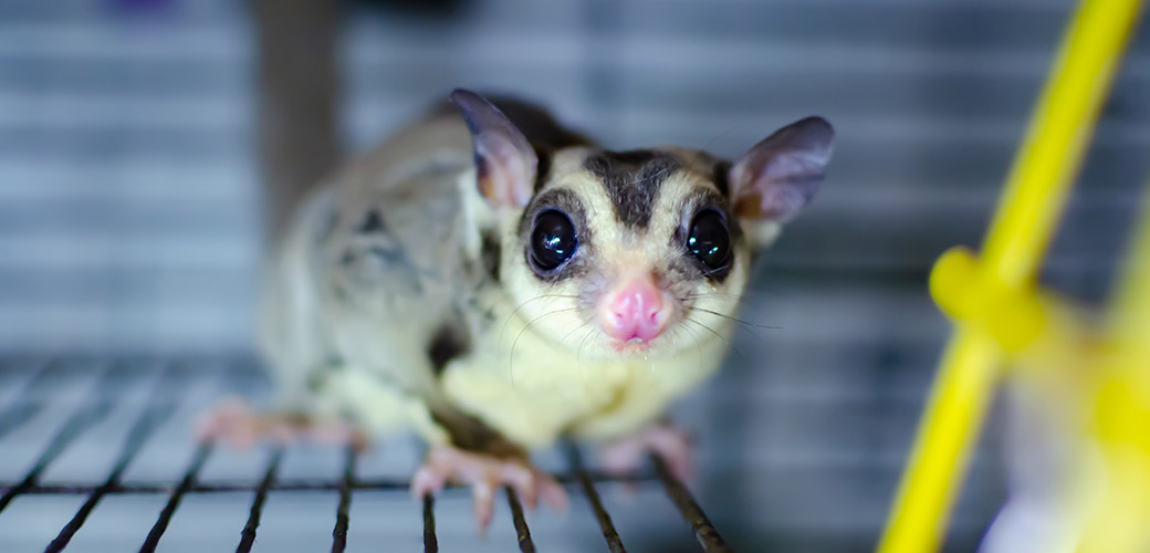 a sugar glider