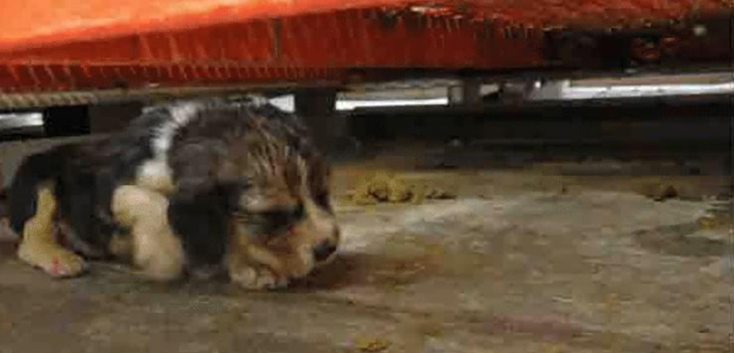 a puppy at a puppy mill