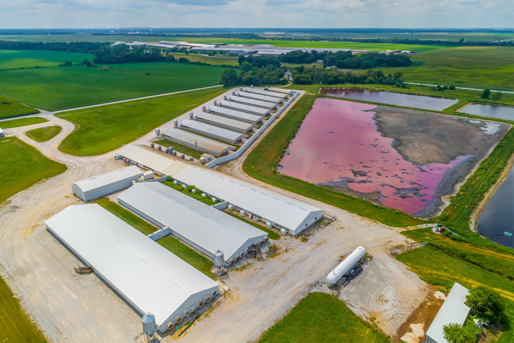 CAFO with polluted lagoon