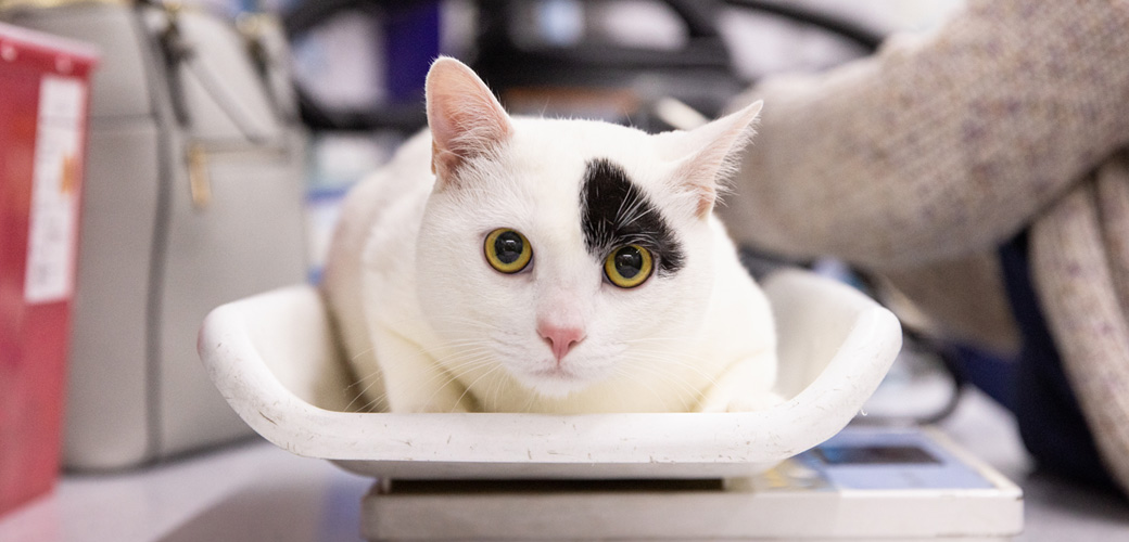 cat being weighed 