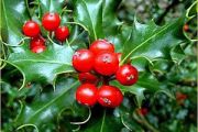 English Holly