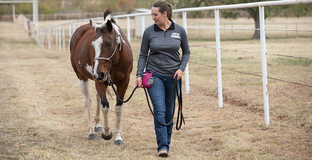 a woman walking a brown horse