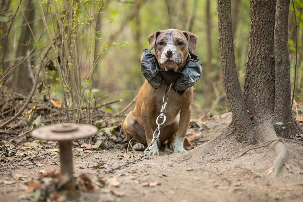 dog outdoor in chains