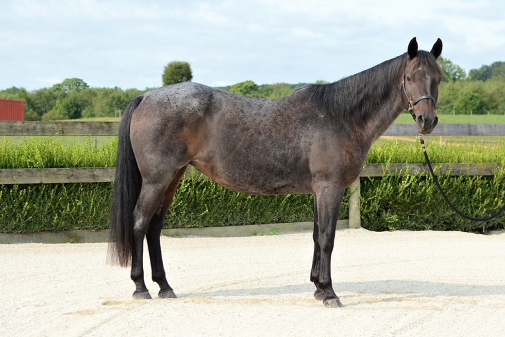 Holland Hustle, an American Quarter Horse