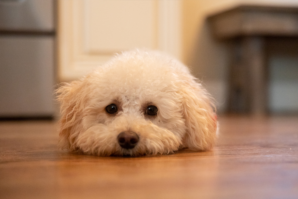 Dog laying on floor