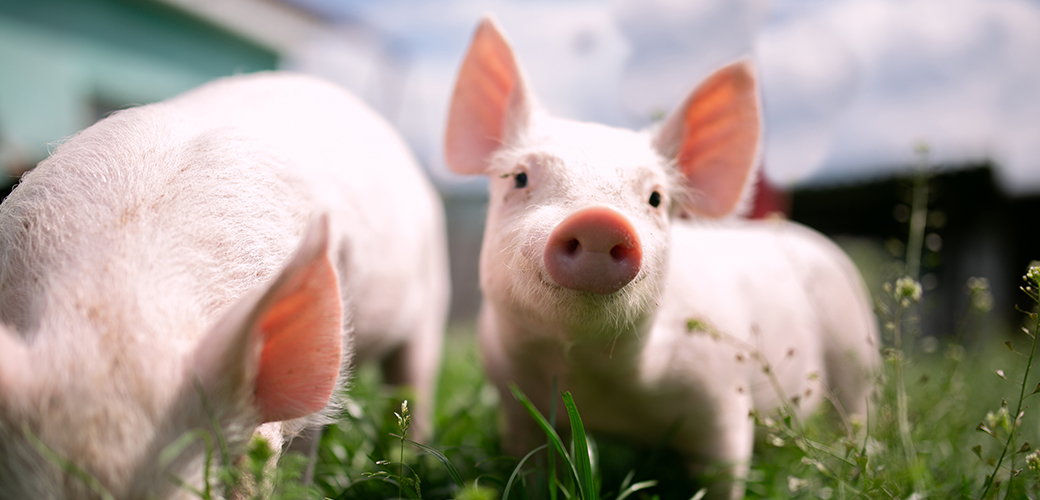 two small pink pigs in grass with one eating the other looking at the camera