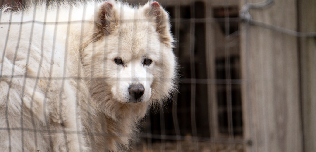 Dog in cage