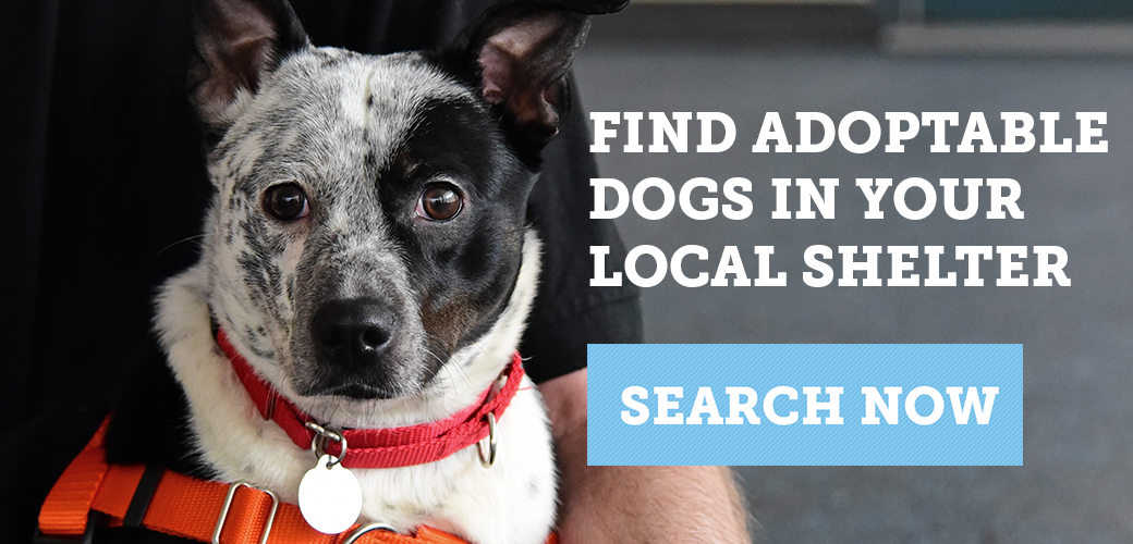 Find adoptable dogs 