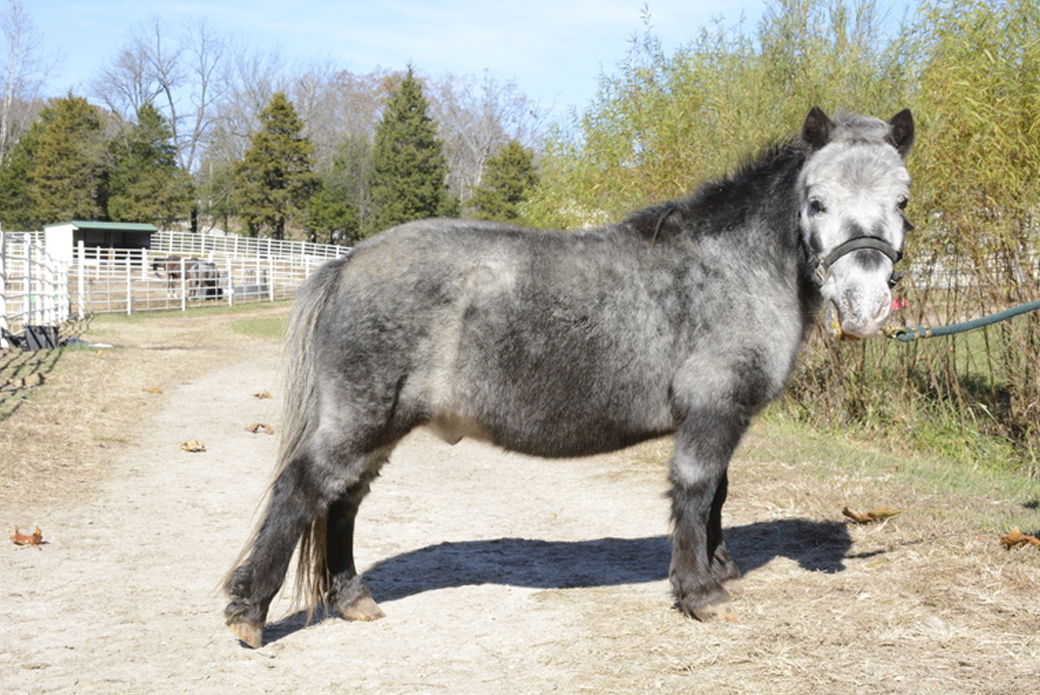 Wally, a Miniature Horse