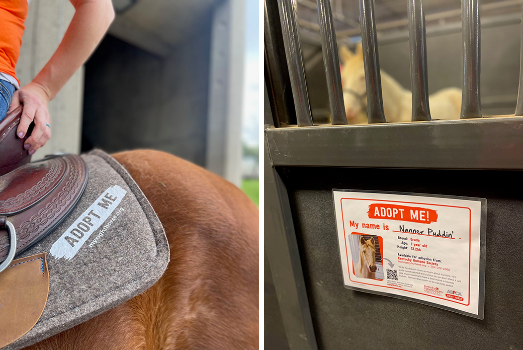 Horse saddle and a horse name plate on a stall