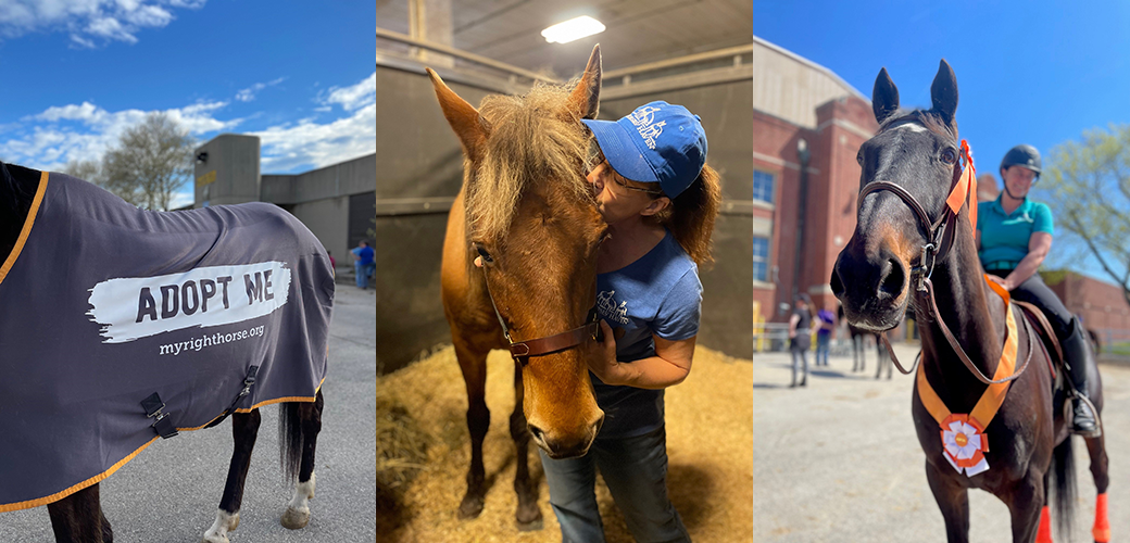 horses at equine affair