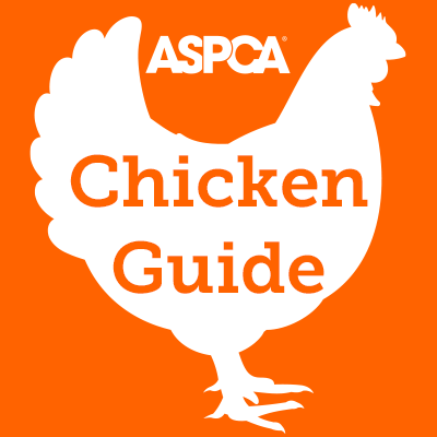 Chicken Guide