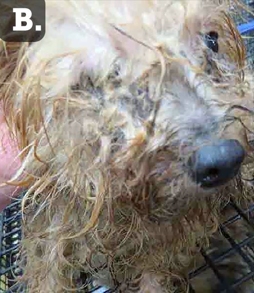 Dog with matted fur